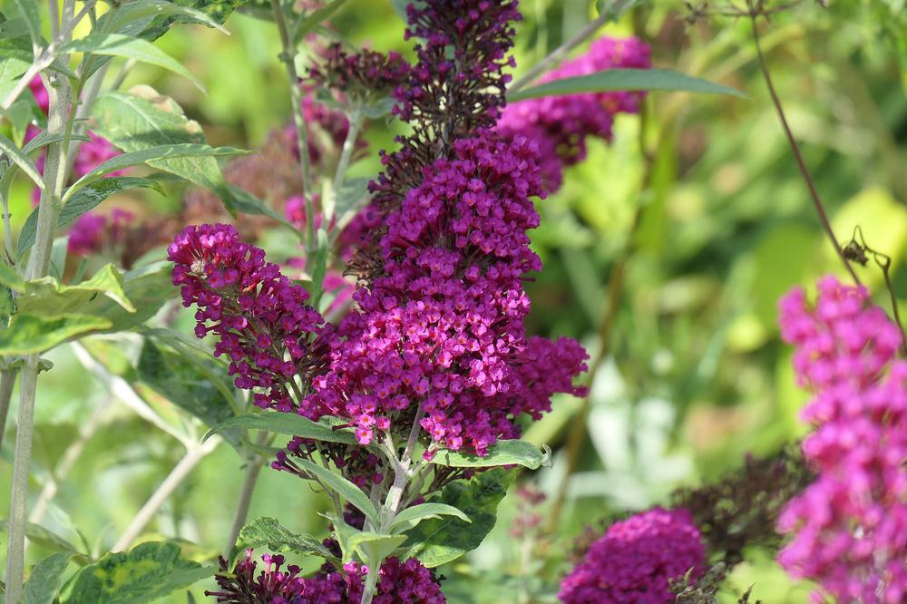 3G Buddleia x 'Miss Ruby' Miss Ruby Butterfly Bush: Patent PP19,950 1004452