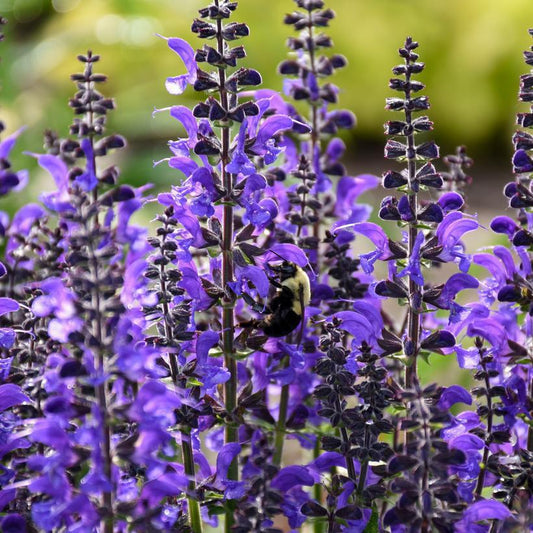 1G Salvia hybrid Color Spires® 'Indiglo Girl' Color Spires® Indiglo Girl Perennial Salvia: Patent PPAF 1010946