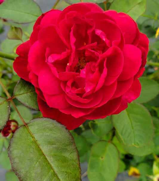 3G Rosa Darcey Bussell Darcey Busssell English Rose: Patent PP18717 1007533