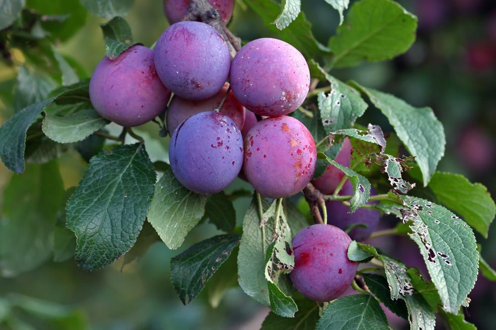 7G PRUNUS X `STANLEY` Stanley Plum 1001833