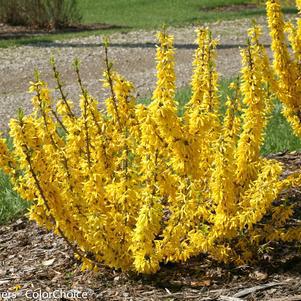 2G Forsythia Show Off® Sugar Baby® ('Nimbus') Show Off® Sugar Baby® Forsythia 1005817