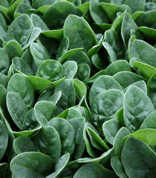 1G Spinach 'Seaside' Seaside Spinach 1011482