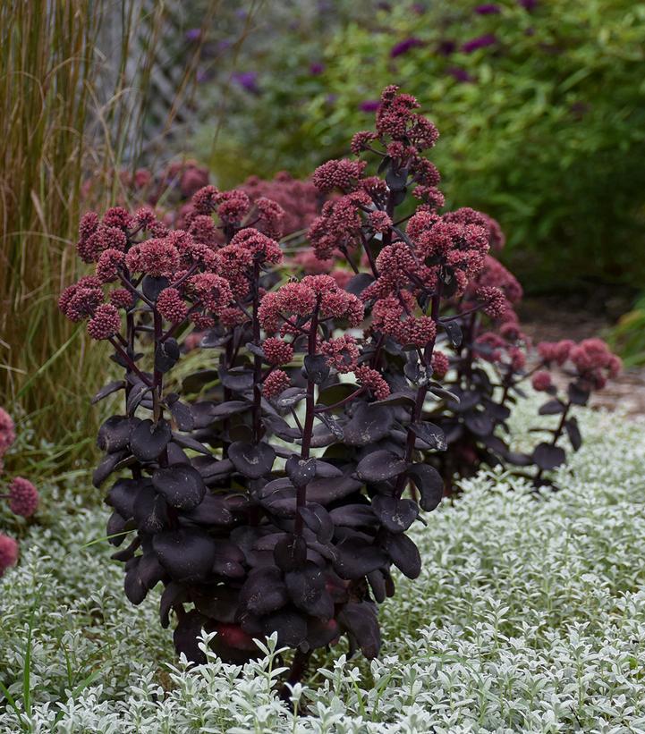 2G Sedum 'Night Embers' Stonecrop 1013006