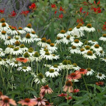 2G ECHINACEA PURPUREA 'WHITE Swan' White Swan Coneflower 1000877