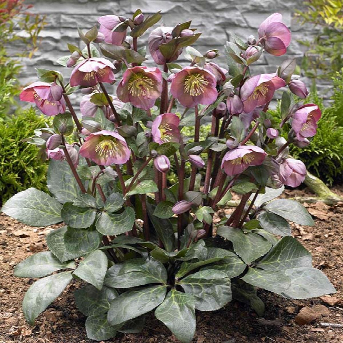 8" HELLEBORUS X FROSTKISS `PENNY`S PINK` 1015392