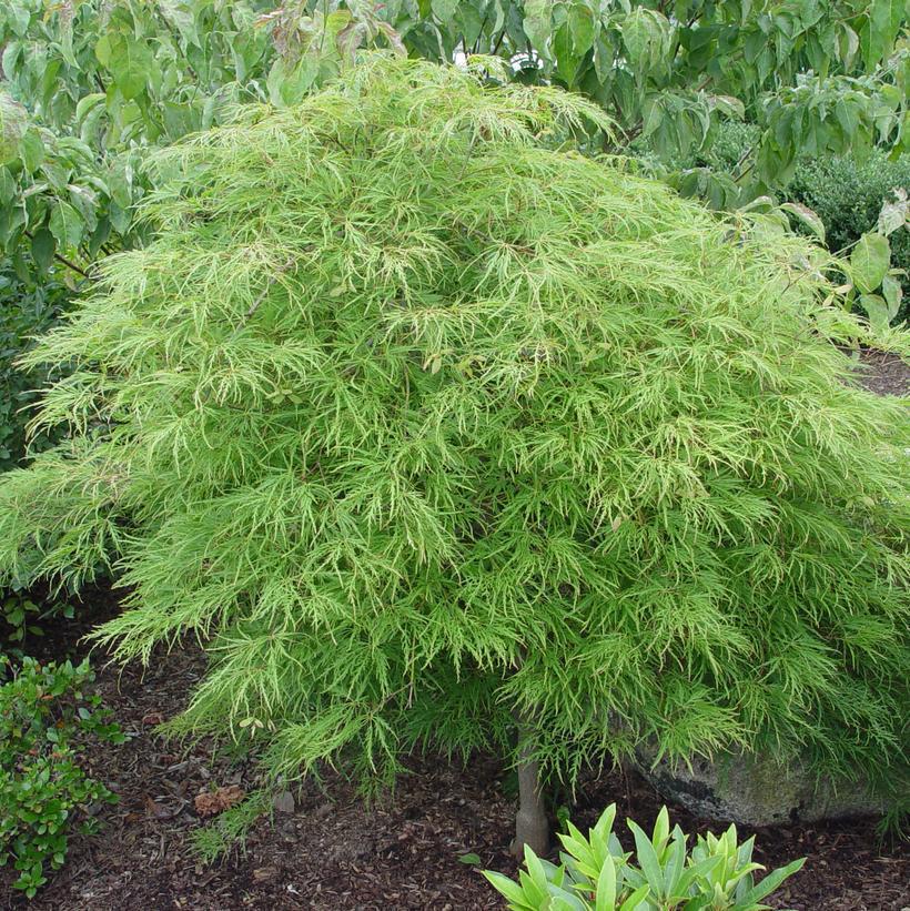 3G Acer Pal DIS 'Waterfall' Waterfall Threadleaf Weeping Japanese Maple 1003985