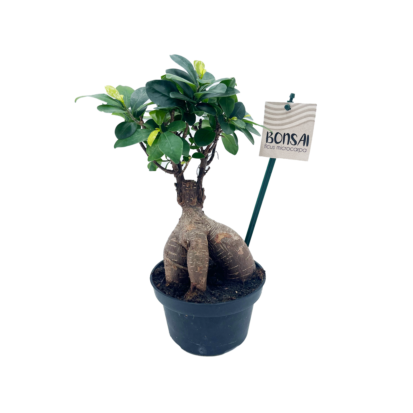 5.5" Ficus Microcarpa Low Bowl G3362