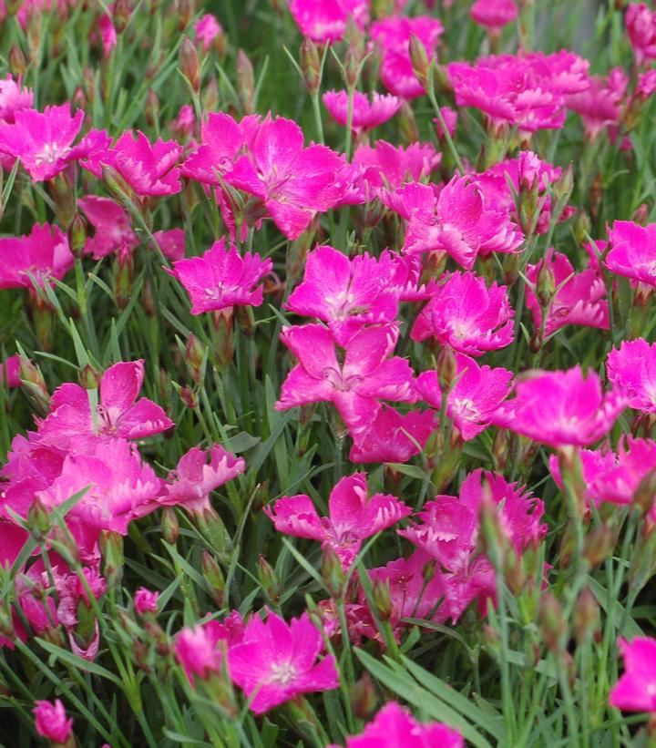 1G Dianthus 'Kahori' Kahori® Hardy Pinks 1005499