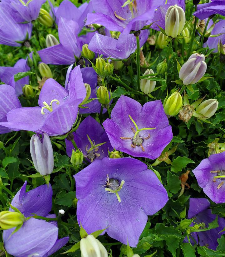 1G Campanula carpatica 'Rapido Blue' Rapido Blue Carpathian Bellflower 1009564