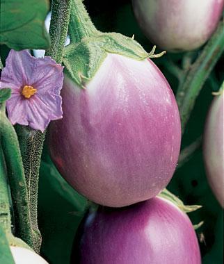 2G Eggplant 'Rosa Bianca' - 1004969