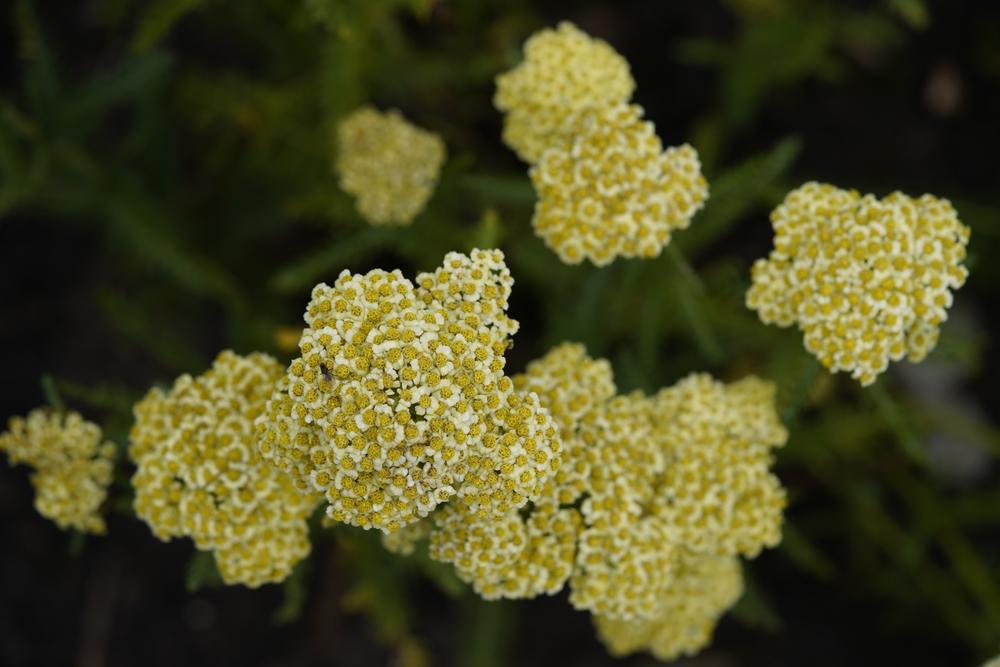 2G Achillea millefolium 'Sunny Seduction' Sunny Seduction Yarrow: Patent PP20,808 1004181