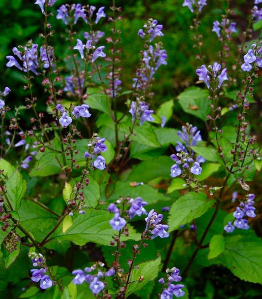 1G Scutellaria 'Appalachian Blues' Appalachian Blues Skullcap 1014323