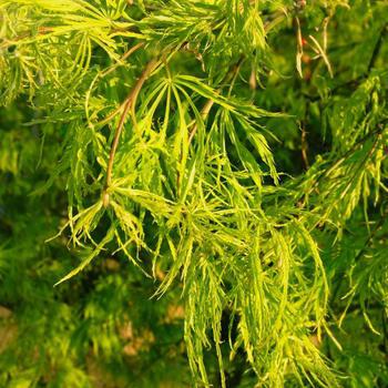 3G Acer Palmatum DIS. Viridis Laceleaf Green Threadleaf Weeping Japanese Maple 1001549