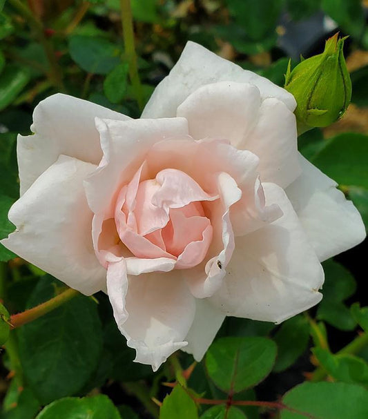 3G Rosa 'New Dawn' New Dawn Climbing Rose 1002402