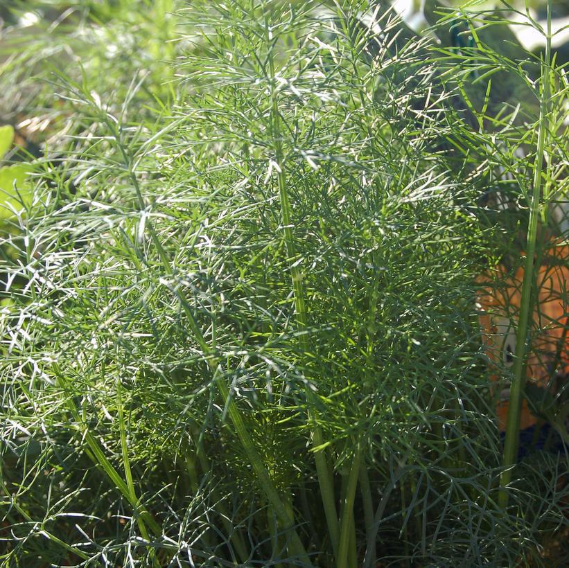 4.5" Anethum graveolens Dwarf Fernleaf Dill 1015220