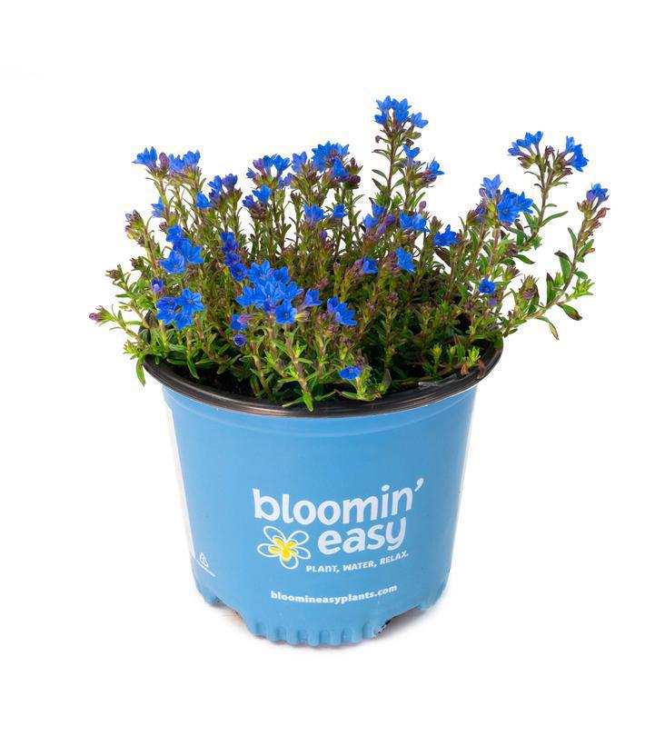 8" Lithodora Tidepool™ 'Sky Blue' Tidepool™ Sky Blue Lithodora 1015141