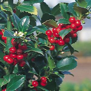 10G ILEX X MESERVEAE `CASTLE SPIRE` Castle Spire® Holly 1005805