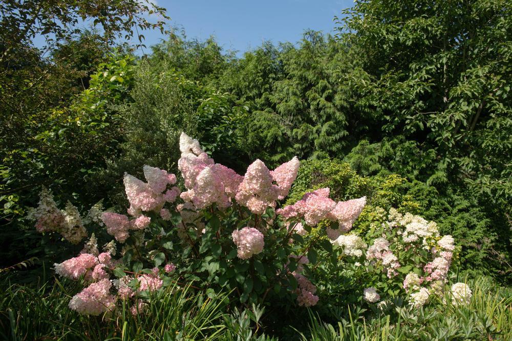 7G Hydrangea pan. 'Pinky Winky' ('DVPPINKY') Pinky Winky® Panicle Hydrangea: Patent PP16166 Treeform Panicled 1005259