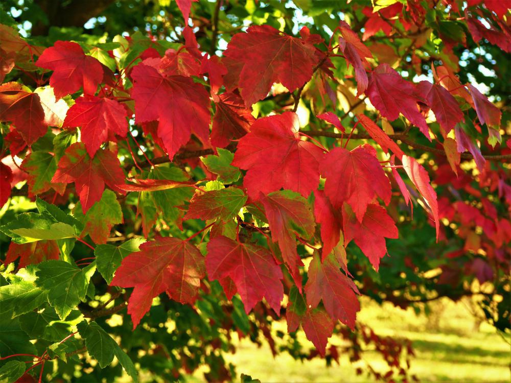 3G ACER RUBRUM `OCTOBER  GLORY` October Glory Red Maple: Patent PP2,116 1014810