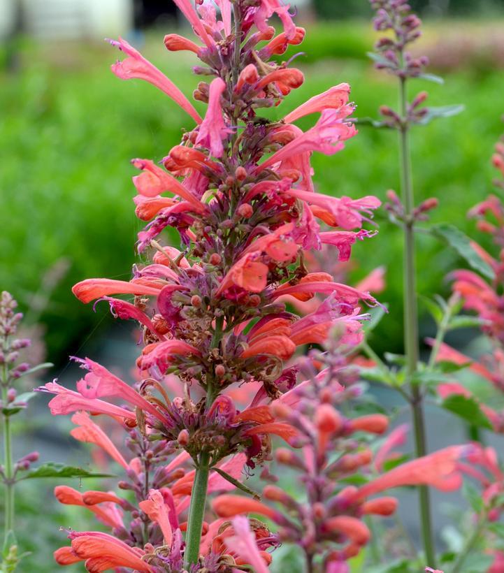 8" Agastache Kudos™ Coral Kudos™ Coral Hummingbird Mint: Patent PP25,613 (Anise Hyssop) 1010831