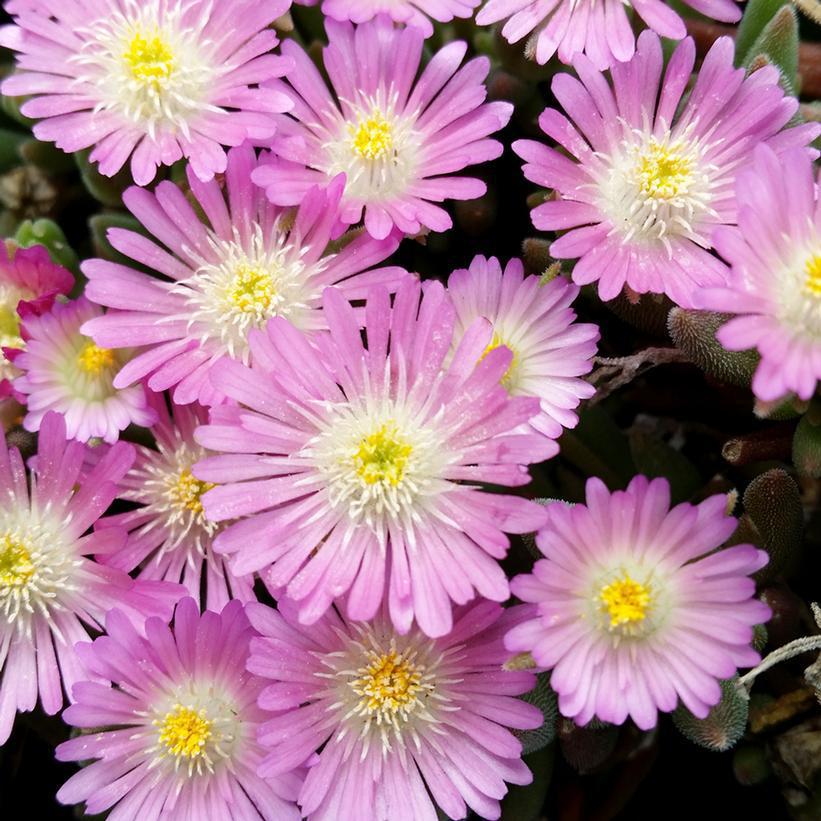 8" Delosperma cooperi 'Jewel of Desert 'Rosequartz' Jewel of Desert Rose Quartz Hardy Iceplant: Patent PP23,452 1012640