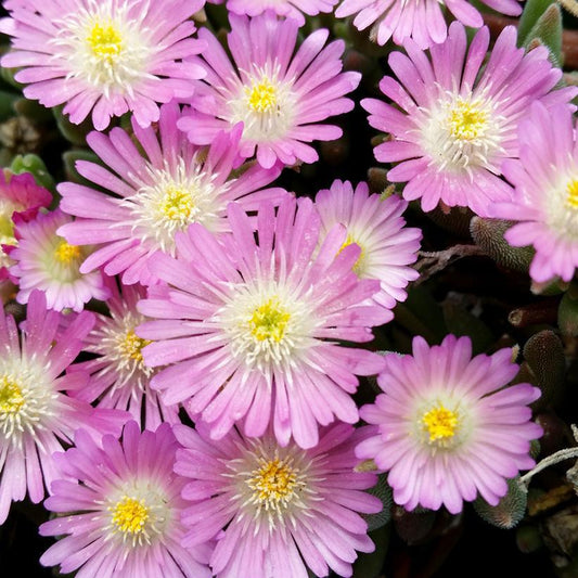 8" Delosperma cooperi 'Jewel of Desert 'Rosequartz' Jewel of Desert Rose Quartz Hardy Iceplant: Patent PP23,452 1012640