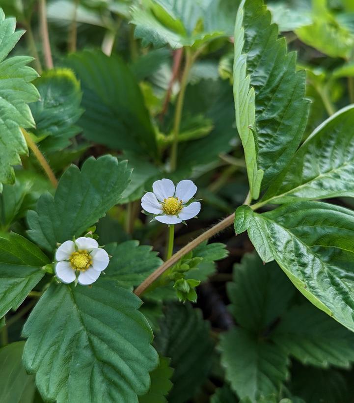 1G Fragaria vesca 'Alexandria' Alpine or Woodland Strawberry (fraise du bois) 1005971