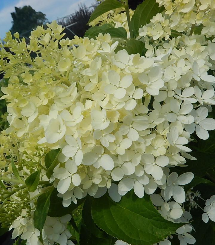 7G HYDRANGEA PAN. `PHANTOM` - TREE Phantom Panicle Hydrangea 1006306