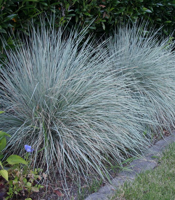 1G Helictotrichon Sempervirens Sapphire - Sapphire Blue Oat Grass - 1002503