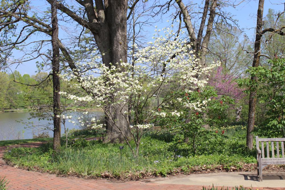 7G Cornus florida 'Cherokee Princess' Cherokee Princess Flowering Dogwood 1008945