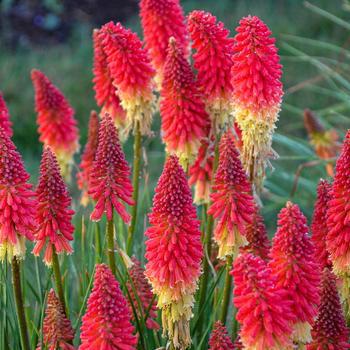 1G Kniphofia hybrid Pyromania 'Rockets Red Glare' Rockets Red Glare Red Hot Poker: Patent PP30,772 (Torch Lilly) 1011653