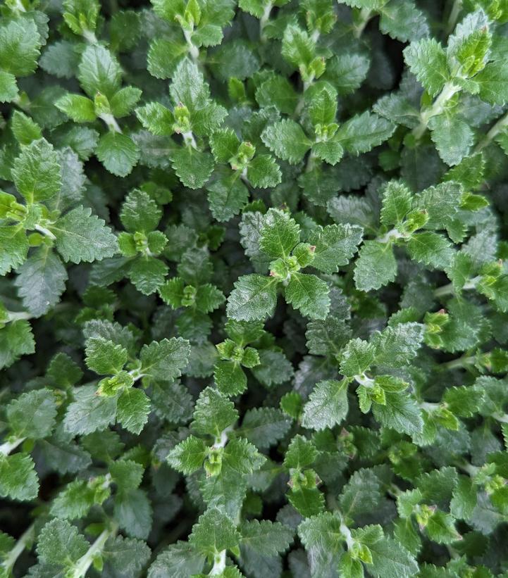 1G TEUCRIUM CHAMAEDRYS - Germander 1002283