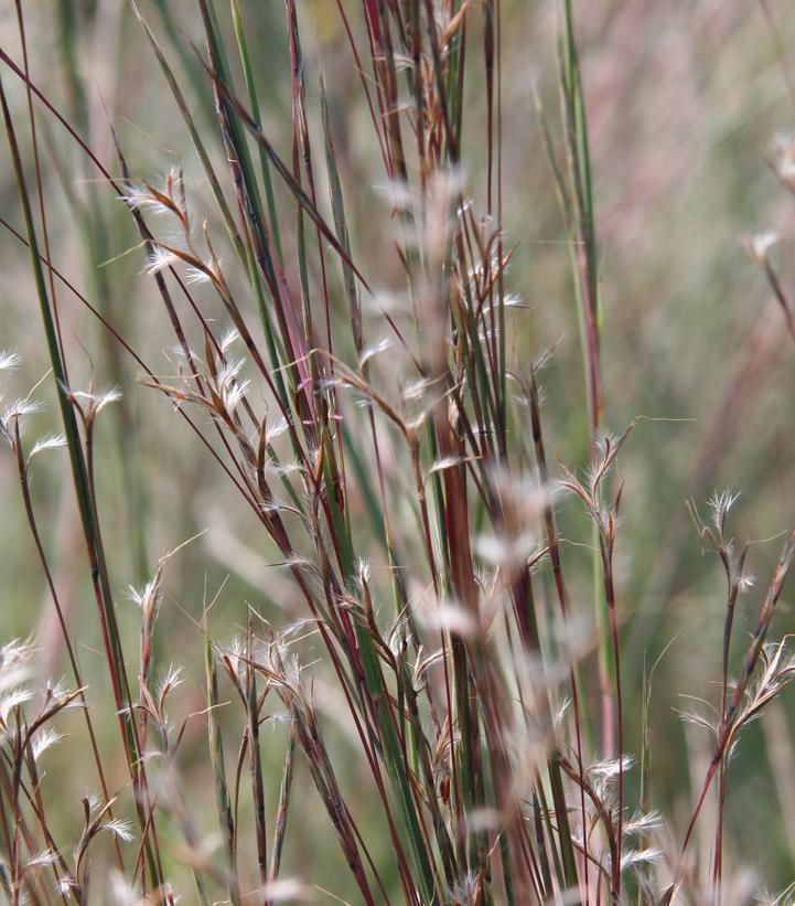 2G Schizachyrium scoparium 'Prairie Blues' Prairie Blues Little Bluestem Grass 1004942