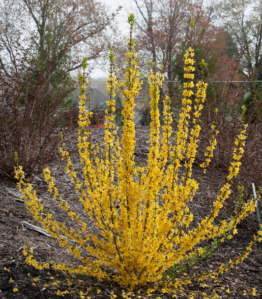 3G Forsythia Show Off Starlet ('Minfor6') Show Off® Starlet Forsythia: Patent PP24,361 1006304