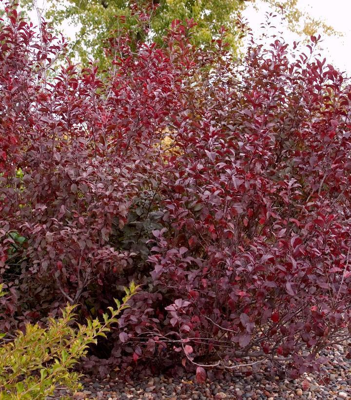 3G Prunus 'Cistena' Purple Leaf Sand Cherry 1000145