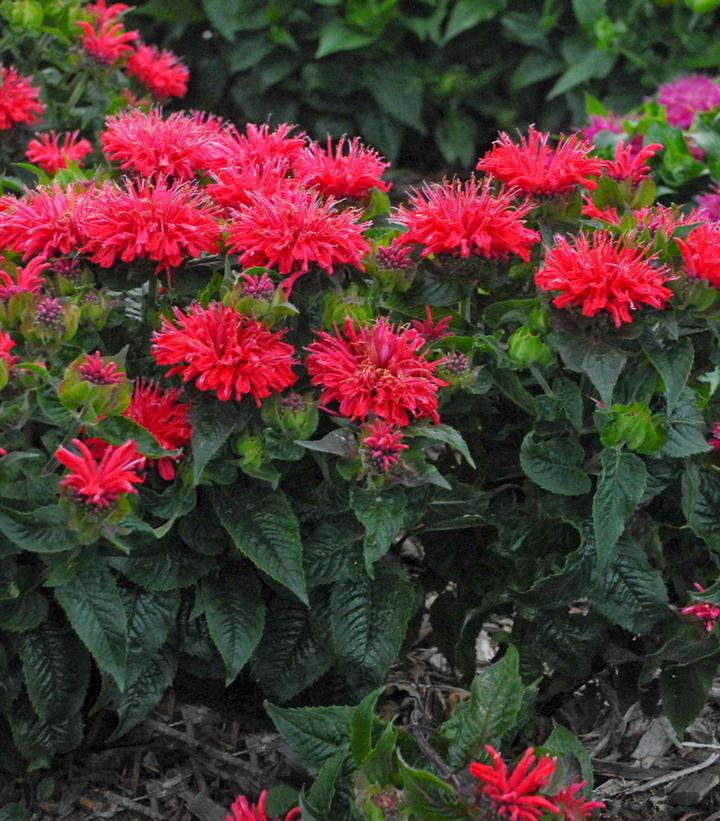 1G Monarda didyma 'Pardon My Cerise' Pardon My Cerise Bee Balm: Patent PPAF 1008694