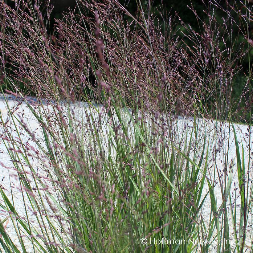 2G Panicum virgatum 'Purple Tears' Purple Tears Switchgrass: Patent PP28,518 1010657