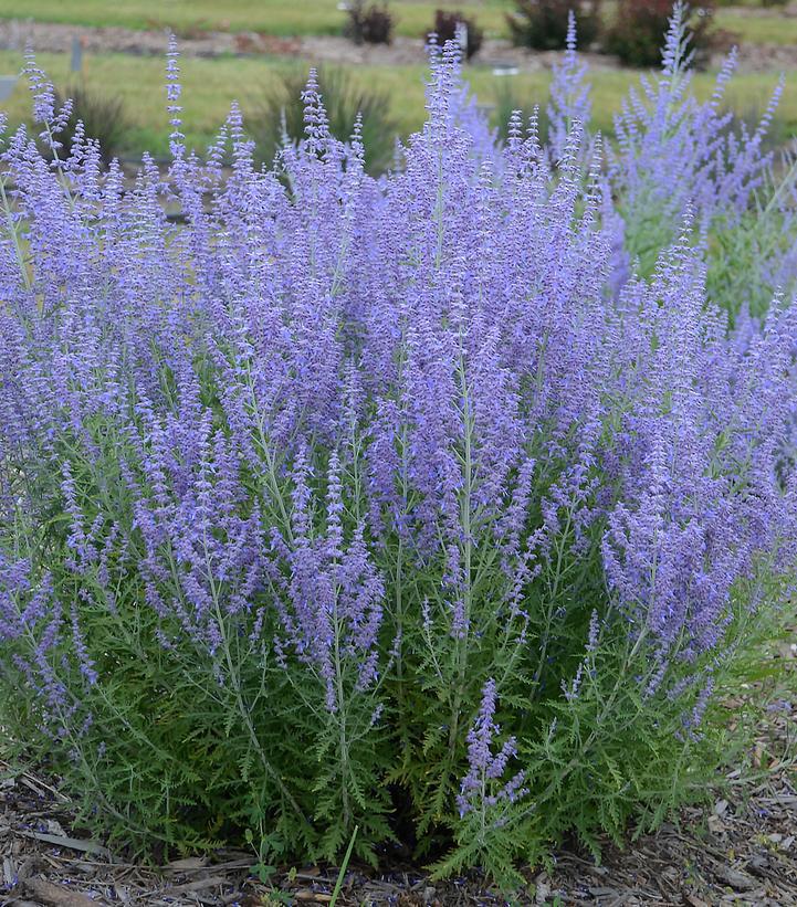 2G Perovskia a. 'Blue Jean Baby' Blue Jean Baby Russian Sage: Patent PP29,281 1008846