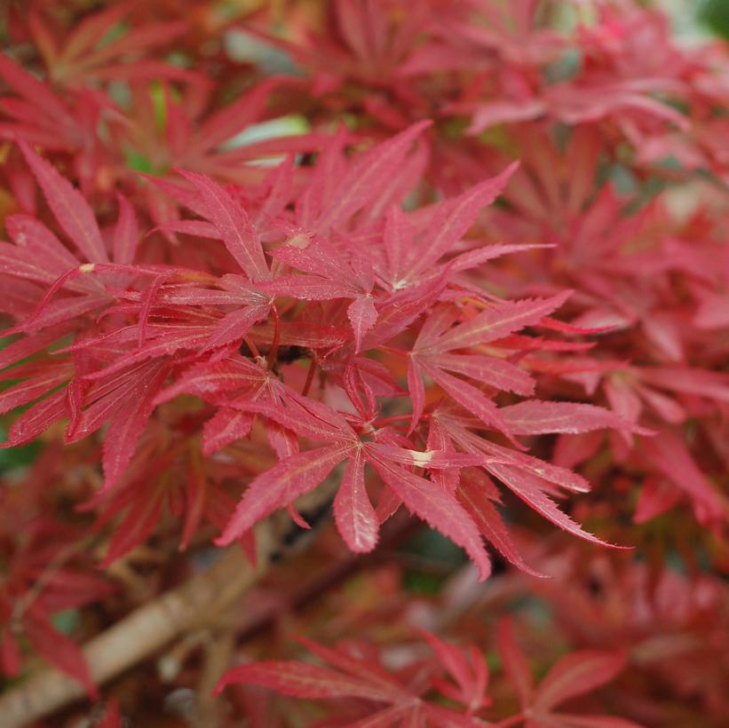 3G Acer Palmatum 'Shaina' Shaina Japanese Maple 1003616