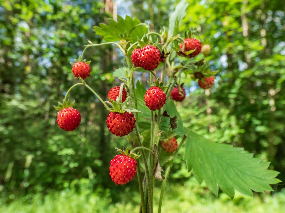 1G Fragaria vesca 'Alexandria' Alpine or Woodland Strawberry (fraise du bois) 1005971