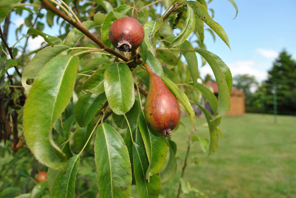 7G Pyrus communis 'Red D' Anjou' Red D' Anjou Pear 1014690