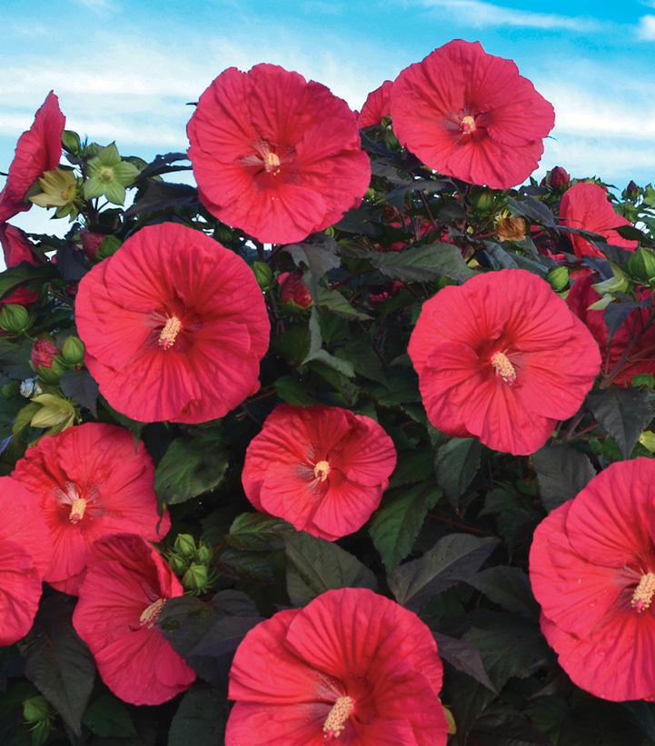 3G Hibiscus 'Mars Madness' Mars Madness Rose Mallow: Patent PP27,838 1011959