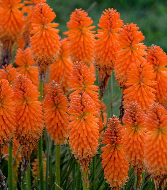 1G Kniphofia Pyromania 'Orange Blaze' Orange Blaze Red Hot Poker: Patent PPAF (Torch Lilly) 1010944