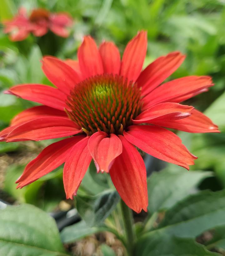 1G Echinacea hybrid Color Coded™ 'Frankly Scarlet' Frankly Scarlet Coneflower: Patent PPAF 1013390