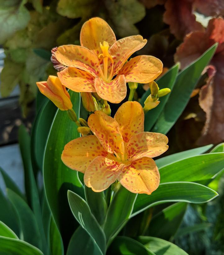 2G Belamcanda chinensis 'Freckle Face' Freckle Face Blackberry Lily