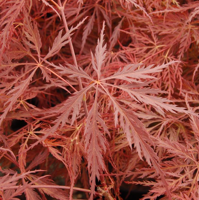 3G Acer palmatum dissectum 'Crimson Queen' Crimson Queen Weeping Japanese Maple 1001500