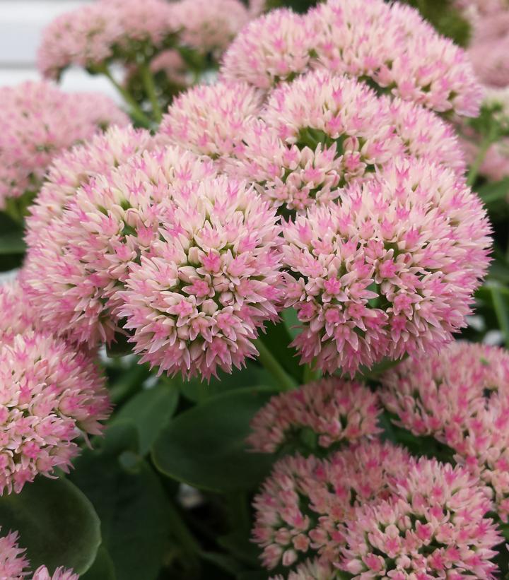 2G Sedum Spectabilis 'Autumn Joy' Autumn Joy Stonecrop 1000973