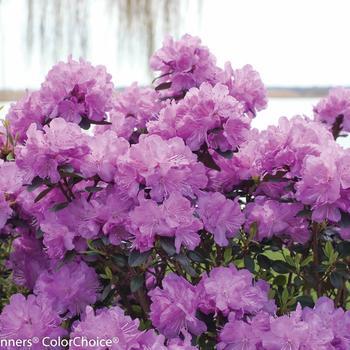 3G Rhododendron X 'Amy Cotta' (Evergreen) 1007075 PW