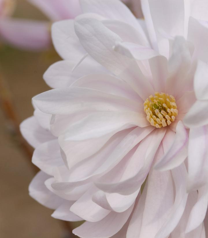 7G Magnolia stella 'Centennial Blush' Centennila Blush™ Magnolia