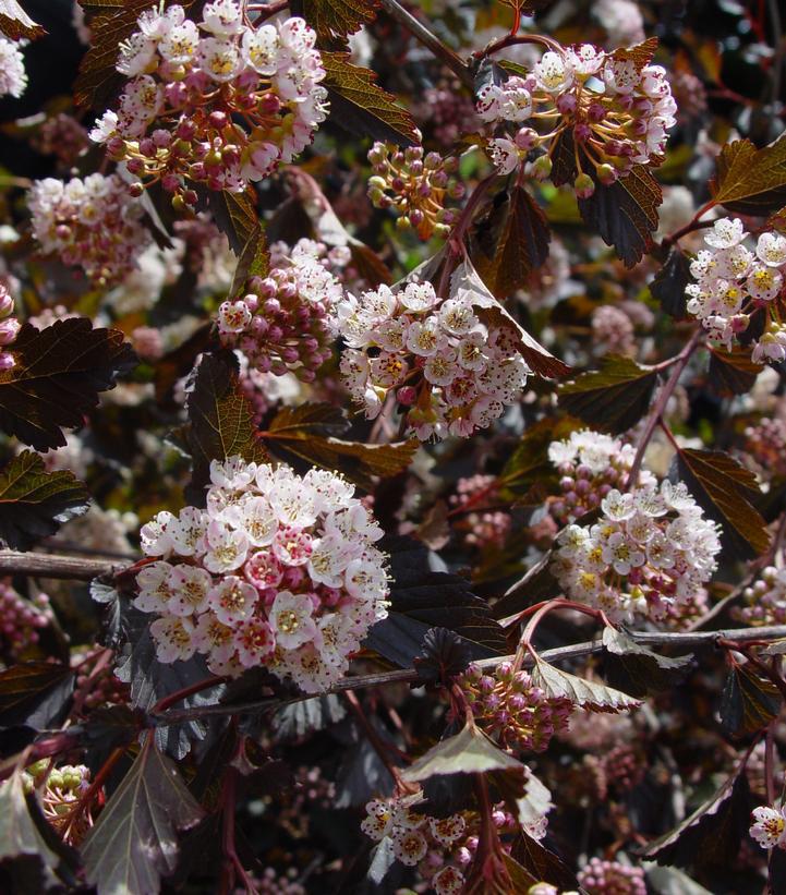 7G PHYSOCARPUS OP. `DIABOLO` - TREE Diabolo Ninebark 1004229